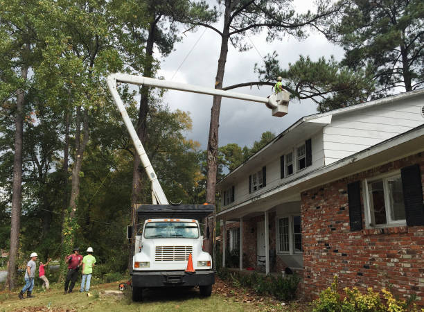 Best Tree Removal  in Radisson, NY