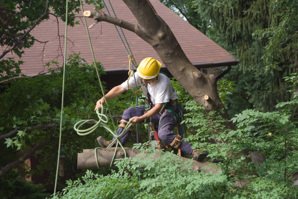 Best Tree Disease Treatment  in Radisson, NY