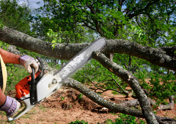 Tree and Shrub Care in Radisson, NY